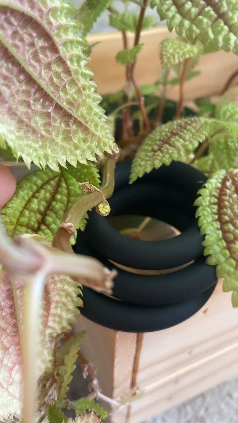 Costus amazonicus cock rings