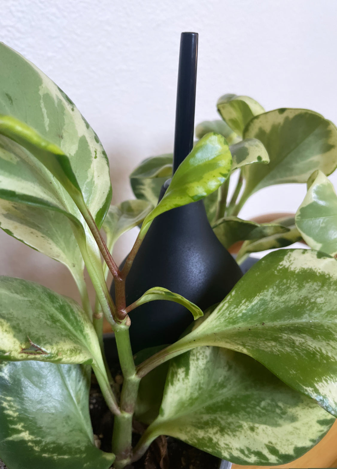 Peperomia Anal Douche